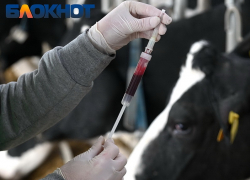 Карантин ввели в селе на Кубани из-за вспышки опасного заболевания