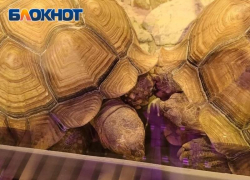 Забавные обитатели парка Галицкого: как в Краснодаре прижились огромные черепахи 