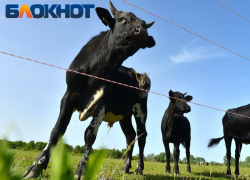 Опасную инфекцию нашли у коров в станице Краснодарского края
