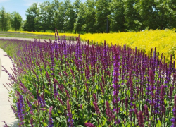 Сезон цветения шалфея начался в парке Галицкого в Краснодаре 