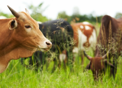 Почти 103 млн рублей от края получат четыре кубанских сельхозкооператива