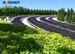 До +30 градусов прогреется воздух в Краснодаре сегодня 