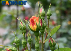 Дождливый и пасмурный понедельник встретит краснодарцев