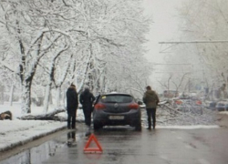 В Краснодаре во время непогоды на дорогу упало дерево 
