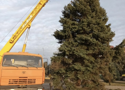 В Краснодарском крае чиновники спилили голубую ель 1978 года высадки