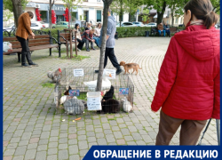 «Это просто заработок»: в Краснодаре устроили «зоопарк» в центре города 