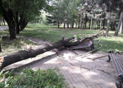  Упавшее дерево разломало лавочку в краснодарском парке 