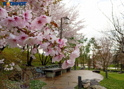 Ханами в Краснодаре: как выглядит Японский сад в период цветения сакуры