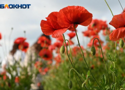 Короткая рабочая неделя начнется в Краснодаре с жары 