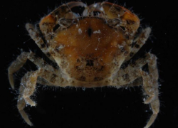 Американский краб вторгся в Азовское море у берегов Кубани