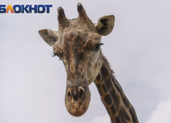 «Здравствуйте, Коля»: как живет знакомый Ольги Бузовой краснодарский жираф, пролетевший самое длинное расстояние в мире