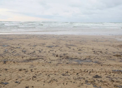 Роспотребнадзор счёл безопасным загрязнение воды после разлива мазута на Кубани