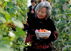 Кубань стала «донором» овощей для всей России