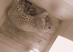 В Сочи в день России родились три леопарда