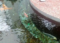 Карпам в парке Галицкого приносят в дар банковские карты