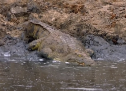 Нейросеть назвала крокодилов и скорпионов самыми опасными обитателями Краснодара
