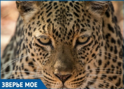  В Сочи поселятся шведские леопарды 