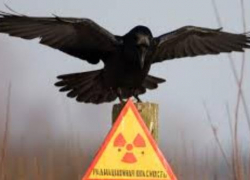 Пути изотопа неисповедимы, но здоровье краснодарцев в безопасности