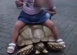 В Сочи пляжные фотографы заменили крашеных собак черепахами