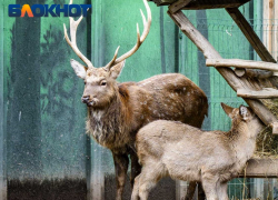 Лимиты охоты на медведей и оленей установили в Краснодарском крае