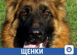 Щенков элитных пород собак можно найти в Краснодаре