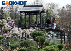 Портал в Азию: Японский сад Галицкого отмечает трёхлетие с момента открытия