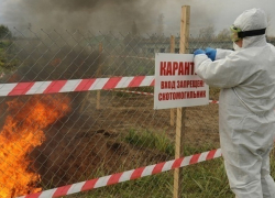 На Кубани из-за вспышки АЧС могут объявить карантин