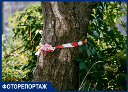 Краснодарцы перепуганы массовым спилом деревьев