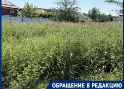 «Вымахала с человеческий рост»: амброзия захватила участки в посёлке Краснодара
