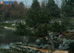 Легкий мороз и ясное солнце встретятся в Краснодаре 