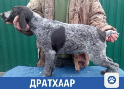 В Краснодаре продается "элитная" собака