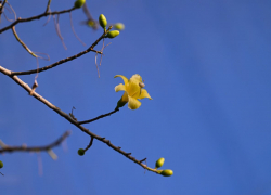 Бутылочное дерево зацвело под куполом в парке Галицкого 