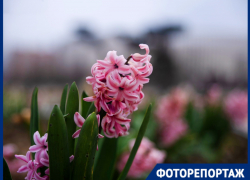 Нежные крокусы, розовая магнолия и гиацинты: весна украсила парк Галицкого первыми цветами