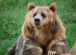 В Краснодарском крае, в горах, туристы сняли танцующего медведя: видео