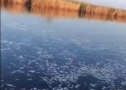 Экологическая катастрофа: очевидцы сняли на видео, как сдохла рыба в Ейском лимане