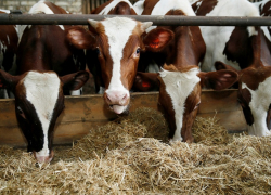 Кубань наращивает экспорт молочной продукции