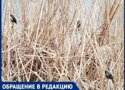 Краснодарцы попросили защитить птиц в Дмитриевском сквере