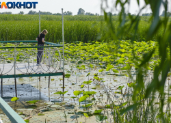 В Краснодаре высыхающее озеро лотосов сделают особо охраняемой природной зоной 