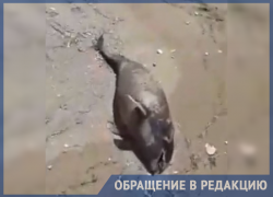 На Кубани побережье Азовского моря усеяно трупами животных и птиц