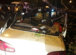 В Краснодаре и Сочи деревья раздавили автомобили