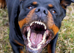 В кубанской станице ротвейлер загрыз насмерть собственную хозяйку