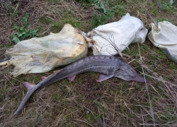 На Кубани браконьер выловил осетров на 2,2 млн рублей