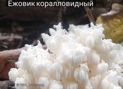 В Краснодарском крае нашли краснокнижный гриб 