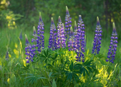 Клён, люпин и череда: на Кубани утвердили список опасных растений