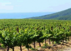 На Кубани мощный град побил виноградники на 1,6 тысячах гектар