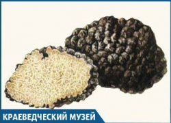 Трюфелями, которые растут в Краснодарском крае, уже не удивишь