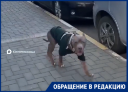 «Мне потом косточки от своей собаки собирать?»: краснодарку разозлил бесповодочный пес на территории ЖК