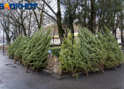 Новогодние елки будут принимать в Краснодаре до 16 января 