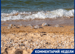 Черное море превратилось в желе: откуда наплыв медуз на курортах Кубани и Крыма?