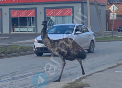 Сбежавший в Армавире страус умер